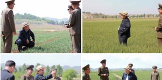 Kim Chính Ân đi thị sát các nông trường vào mùa hè năm 2015