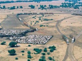 Một trại nuôi gia súc của hãng Kidman, Úc