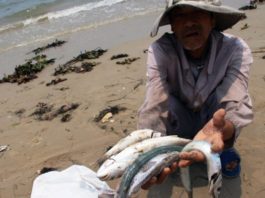 Hình minh họa: Cá chết ở biển Miền Trung